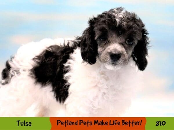 Poodle DOG Female Black Silver 810 Petland Oklahoma City & Tulsa