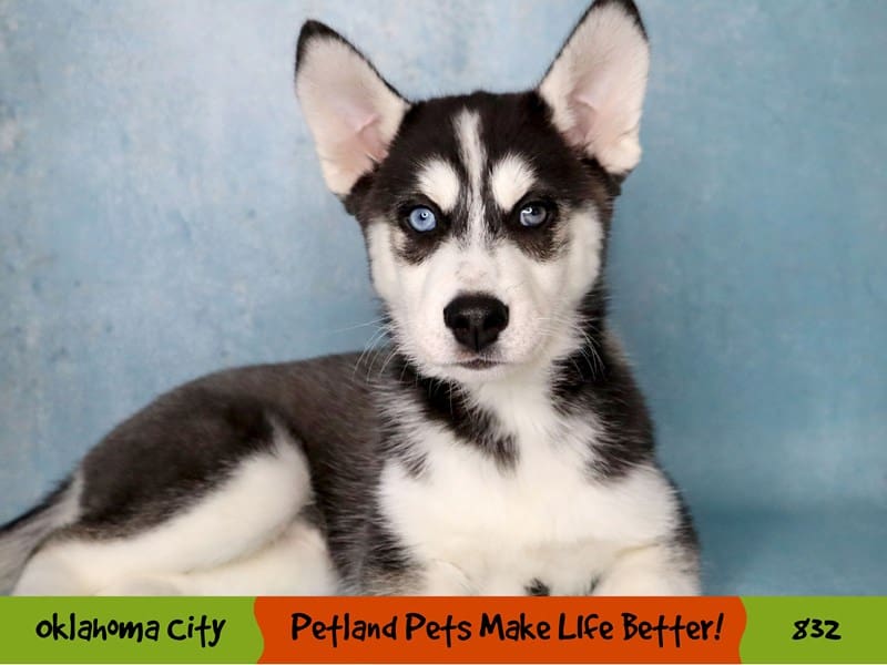 Siberian Husky Puppy Black Grey and White ID:832 Located at