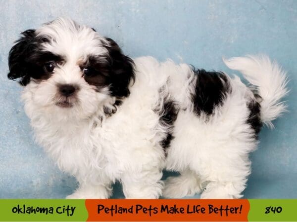 Teddy Bear DOG Female Black / White 840 Petland Oklahoma City & Tulsa