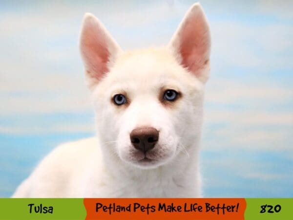 Siberian Husky DOG Female Red and White 820 Petland Oklahoma City & Tulsa