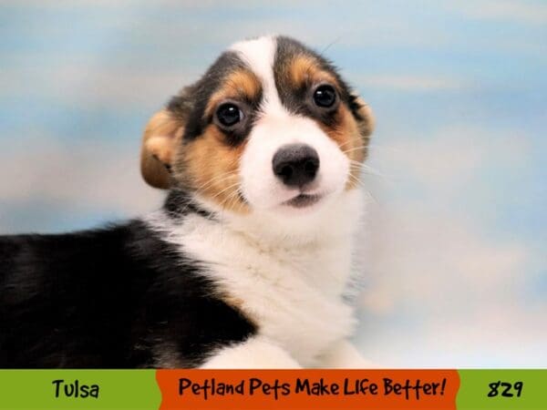 Pembroke Welsh Corgi DOG Female Black Tan / White 829 Petland Oklahoma City & Tulsa