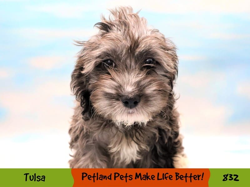 Cockapoo Puppy Blue Roan ID:832 Located at Petland Oklahoma City & Tulsa