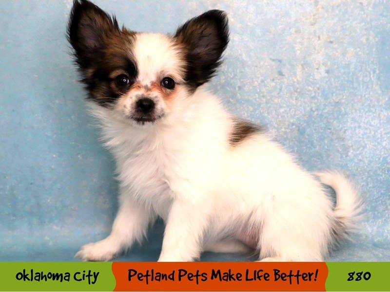 Papillon Puppy White and Sable ID:880 Located at Petland Oklahoma