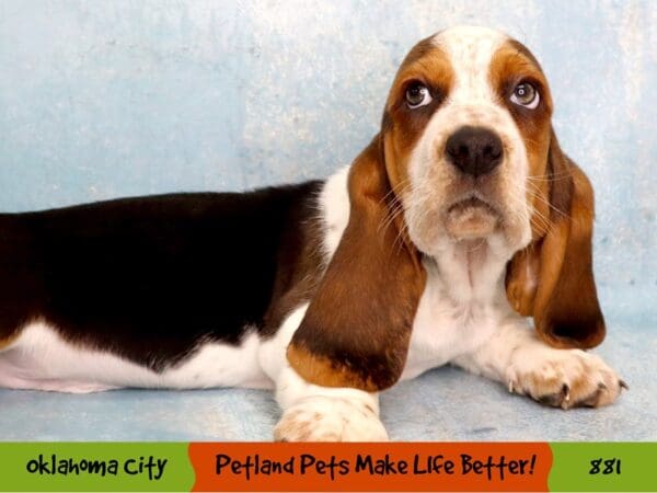 Basset Hound DOG Male Black White and Tan 881 Petland Oklahoma City & Tulsa