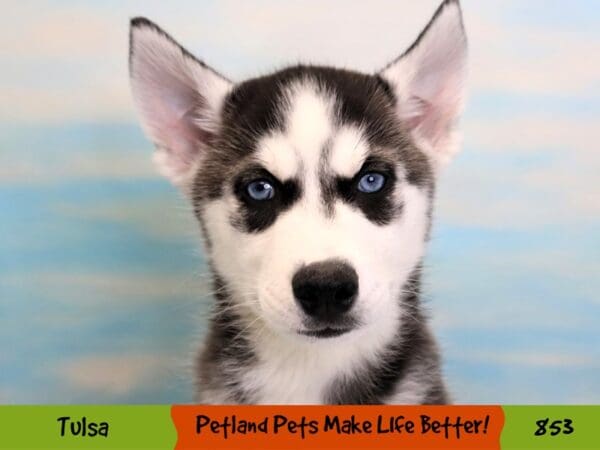 Siberian Husky DOG Female Black / White 853 Petland Oklahoma City & Tulsa