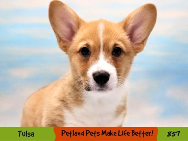 Pembroke Welsh Corgi DOG Male Red 857 Petland Oklahoma City & Tulsa