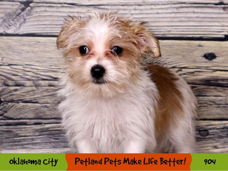 Morkie Puppy Gold ID:904 Located at Petland Oklahoma City & Tulsa