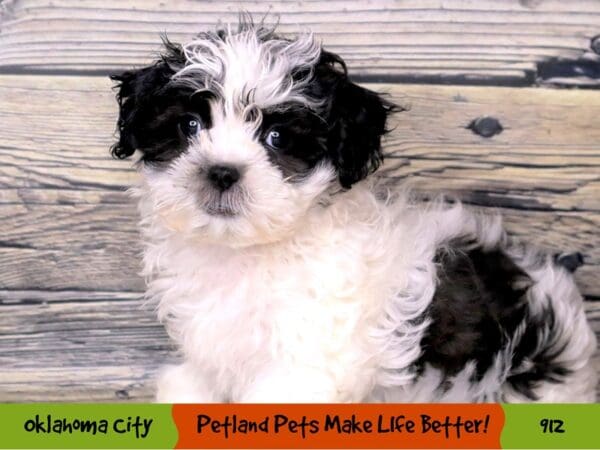 Teddy Bear DOG Female Black / White 912 Petland Oklahoma City & Tulsa