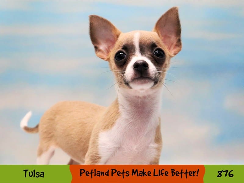 Chihuahua Puppy Blue Fawn ID:876 Located at Petland Oklahoma City