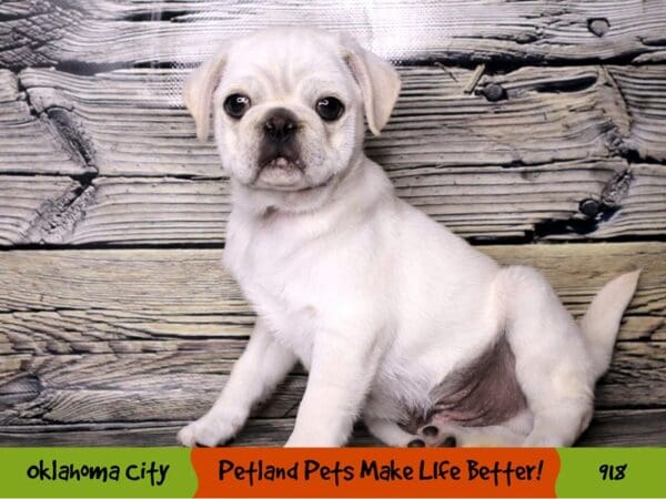 Pug DOG Male Silver Fawn 918 Petland Oklahoma City & Tulsa