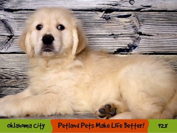 Golden Retriever DOG Female Golden 928 Petland Oklahoma City & Tulsa