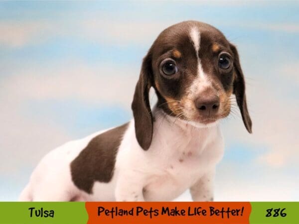 Dachshund DOG Female Chocolate / Tan 886 Petland Oklahoma City & Tulsa