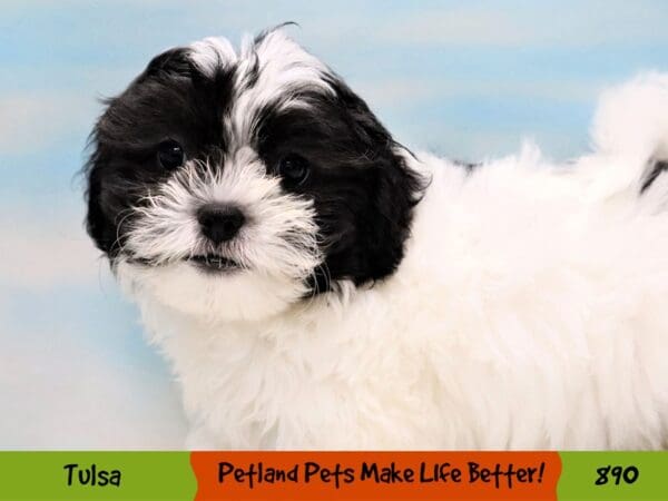 Teddy Bear DOG Female Black / White 890 Petland Oklahoma City & Tulsa