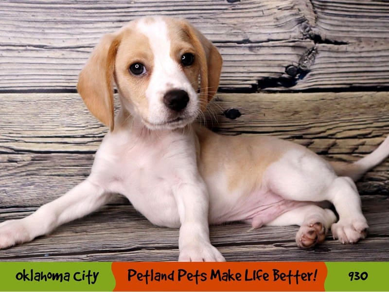 Beagle Puppy Lemon and White ID:930 Located at Petland Oklahoma