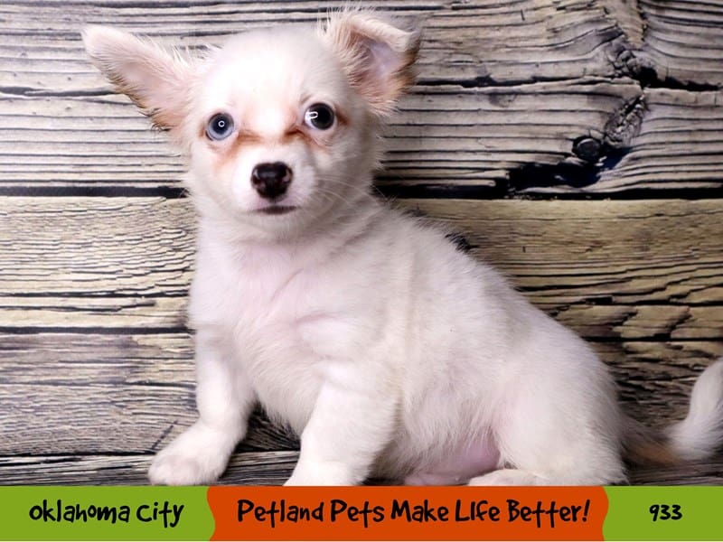 Chihuahua Puppy White ID:933 Located at Petland Oklahoma City & Tulsa