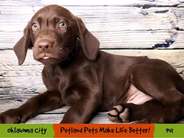 Labrador Retriever DOG Male Chocolate 941 Petland Oklahoma City & Tulsa