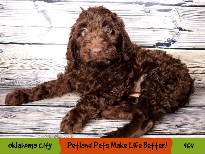 Labradoodle Puppies Petland Tulsa & Oklahoma City, Oklahoma