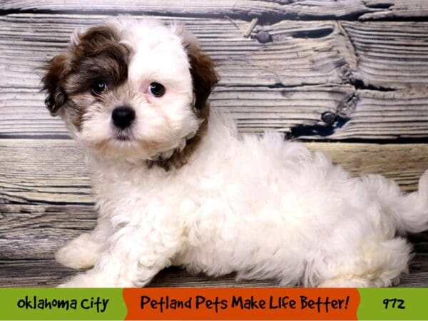 Teddy Bear DOG Male Gold / White 972 Petland Oklahoma City & Tulsa