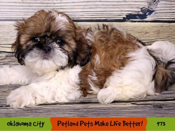 Shih Tzu DOG Female Gold / White 973 Petland Oklahoma City & Tulsa