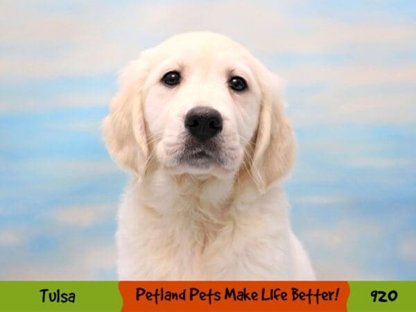 Golden Retriever DOG Female Light Golden 920 Petland Oklahoma City & Tulsa