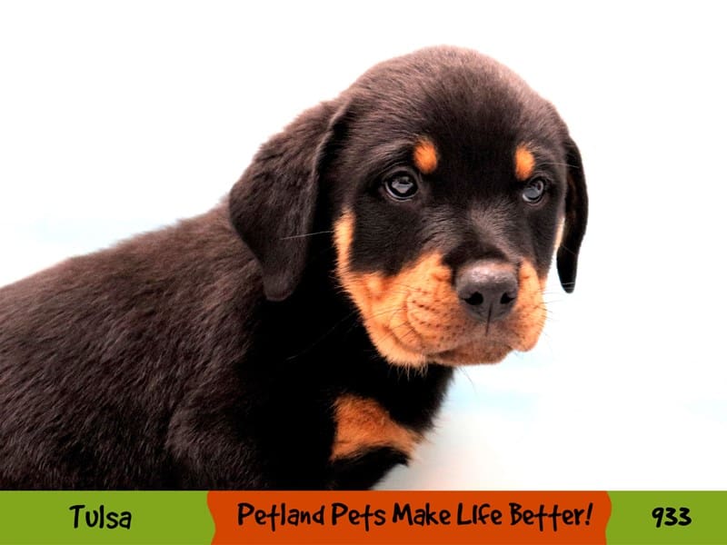 Rottweiler Puppy Black and Rust ID:933 Located at Petland Oklahoma City ...