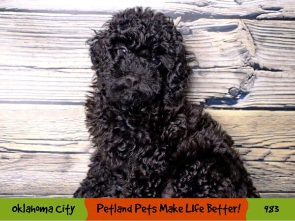 Poodle DOG Male Black 983 Petland Oklahoma City & Tulsa