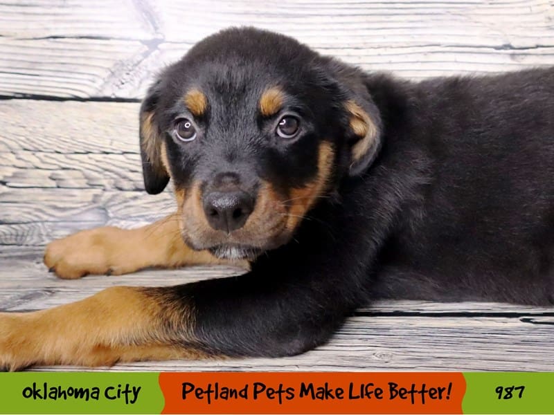 Rottweiler Puppy Black and Rust ID:987 Located at Petland Oklahoma City ...