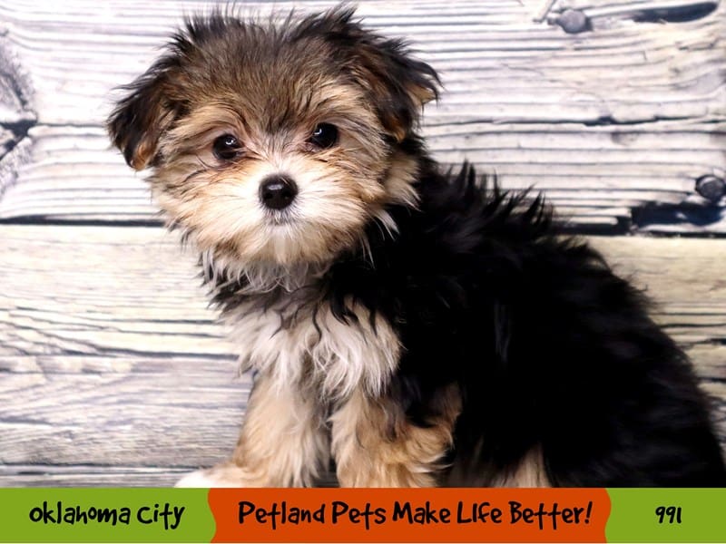 Morkie Puppy Black / Tan ID:991 Located at Petland Oklahoma City