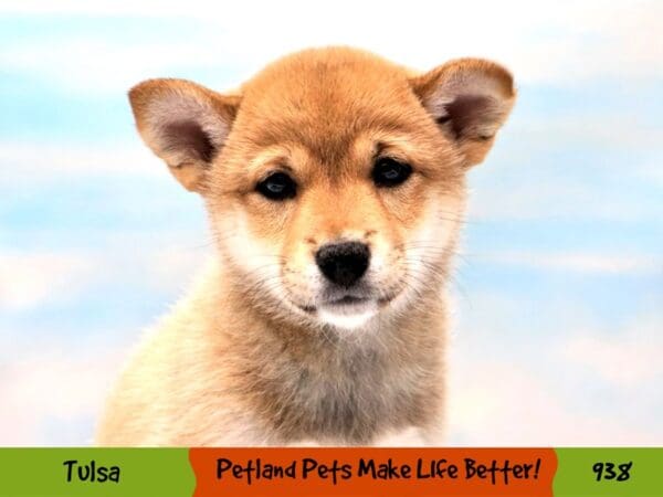 Shiba Inu DOG Female Red Sesame 938 Petland Oklahoma City & Tulsa