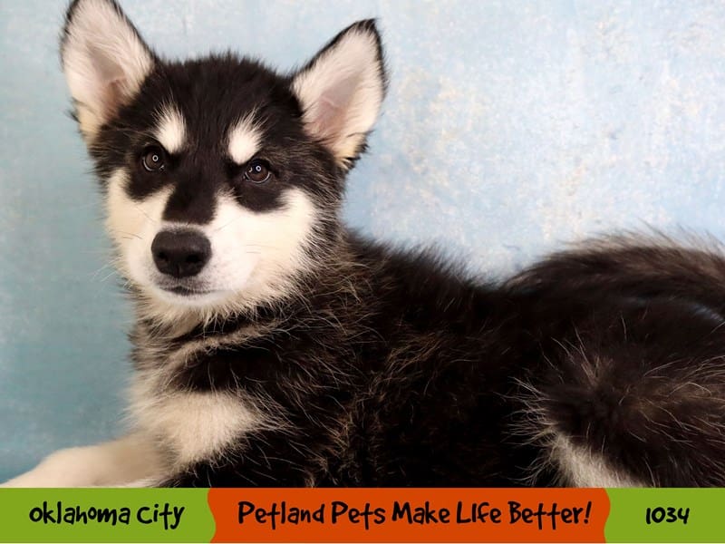 Alaskan Malamute-Female-Black and White-3733731-Petland Oklahoma City & Tulsa
