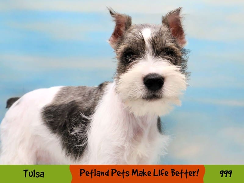Miniature Schnauzer Puppy Salt and Pepper ID:999 Located at