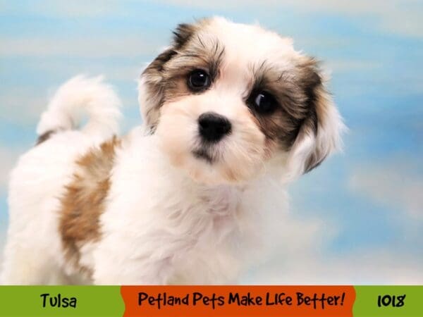 Teddy Bear DOG Male Gold and White 1018 Petland Oklahoma City & Tulsa