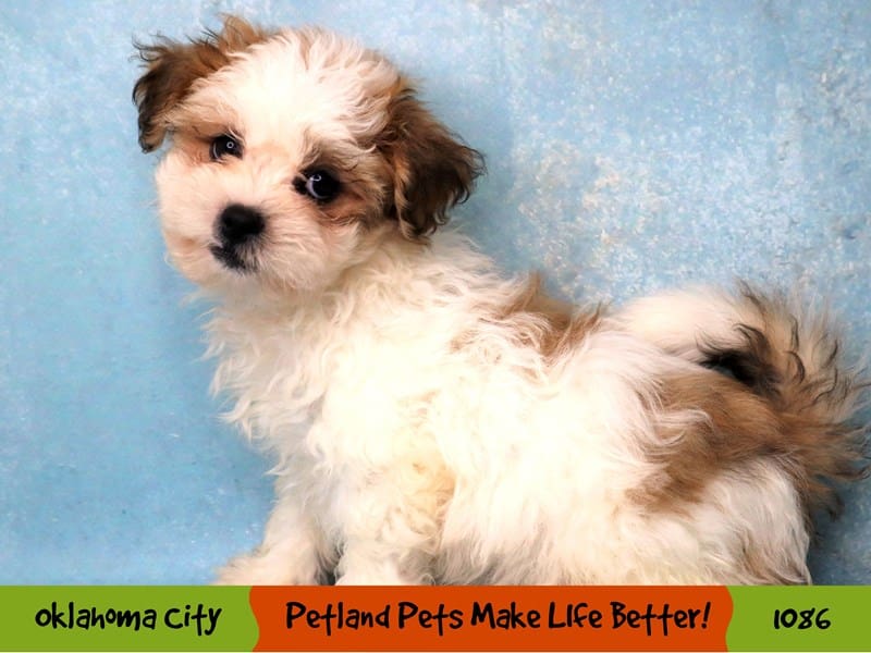 Teddy Bear Puppy Gold / White ID:1086 Located at Petland Oklahoma