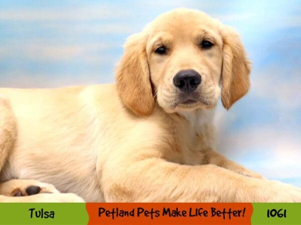 Golden Retriever DOG Female Golden 1061 Petland Oklahoma City & Tulsa