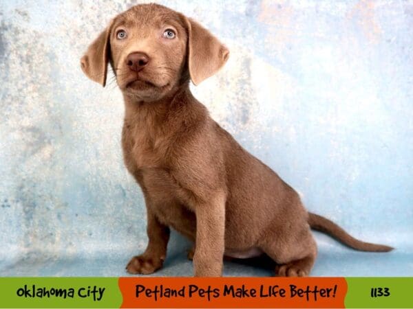 Labrador Retriever Dog Female Silver 1133 Petland Oklahoma City & Tulsa