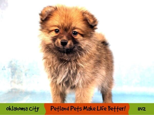 Pomeranian DOG Female Orange Sable 1142 Petland Oklahoma City & Tulsa