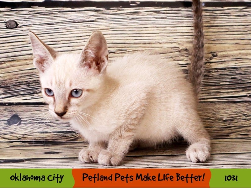 Siamese-Female-Seal Point-3726122-Petland Oklahoma City & Tulsa