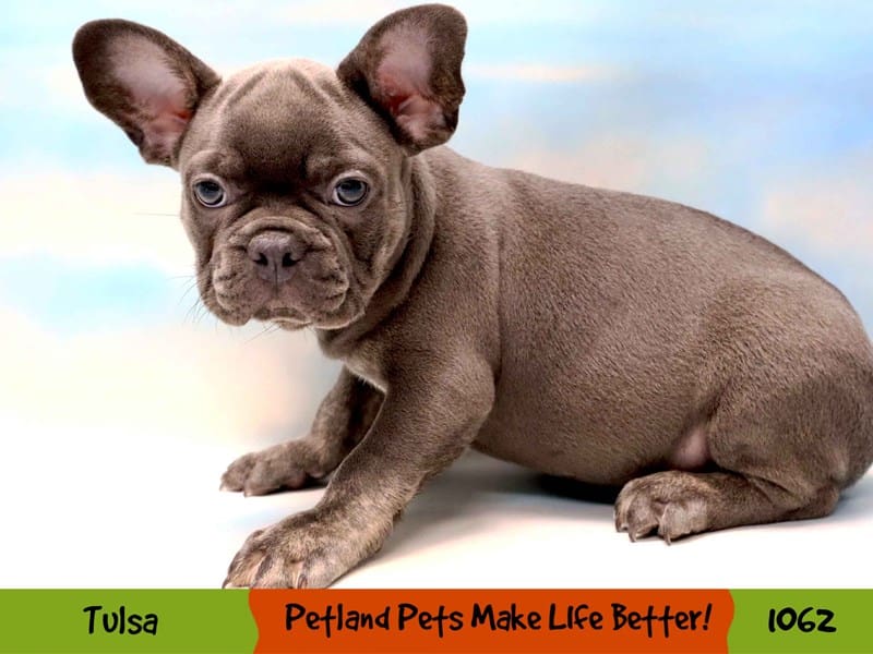Frenchton-Male-Blue-3788858-Petland Oklahoma City & Tulsa
