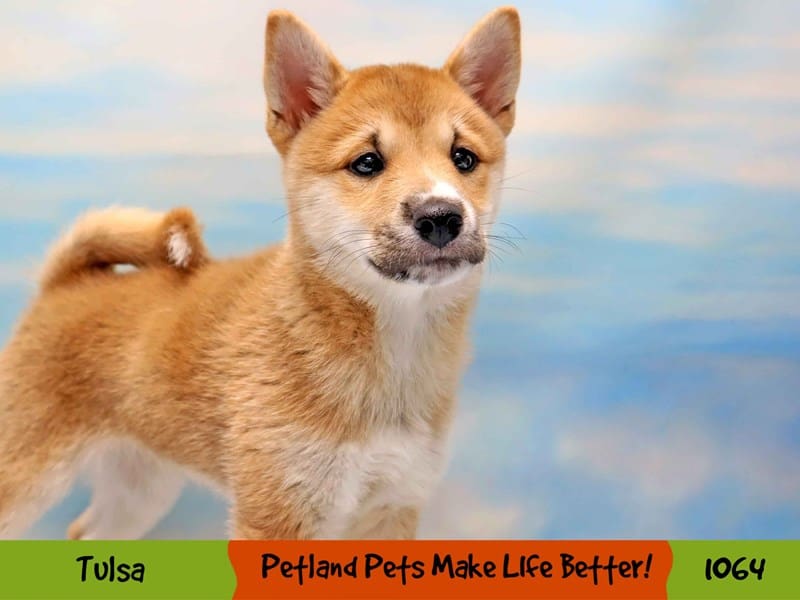 Shiba Inu Puppy Red Sesame ID:1064 Located at Petland Oklahoma