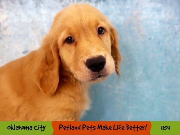 Golden Retriever DOG Male Golden 1154 Petland Oklahoma City & Tulsa