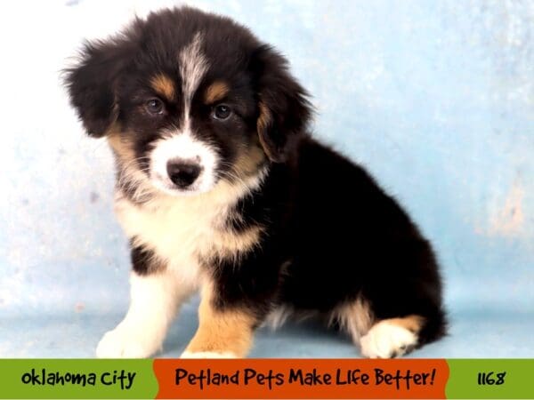 Mini Auggie DOG Female Black White / Tan 1168 Petland Oklahoma City & Tulsa