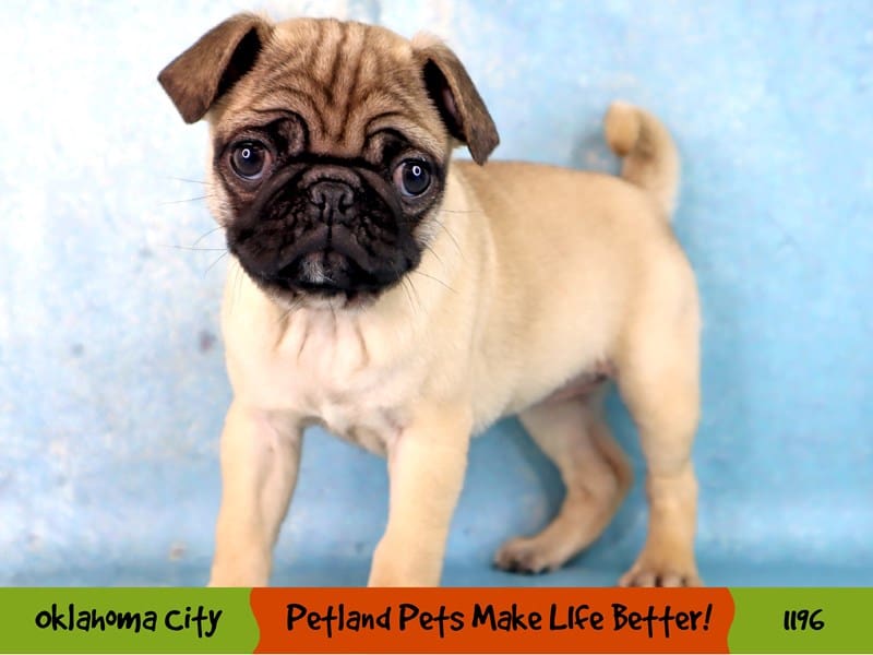 Pug Small Animal Fawn ID:1196 Located at Petland Oklahoma City & Tulsa