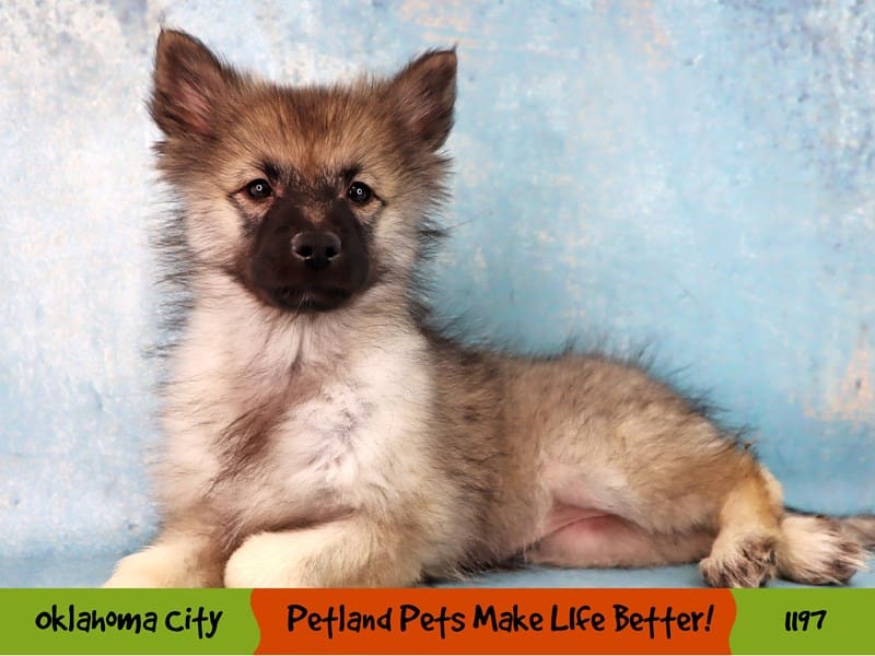 Keeshond Puppy Silver Sable ID:1197 Located at Petland Oklahoma