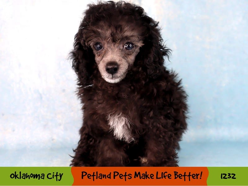 poodle様 Poodle Small Animal Silver ID:1232 Located at Petland Oklahoma