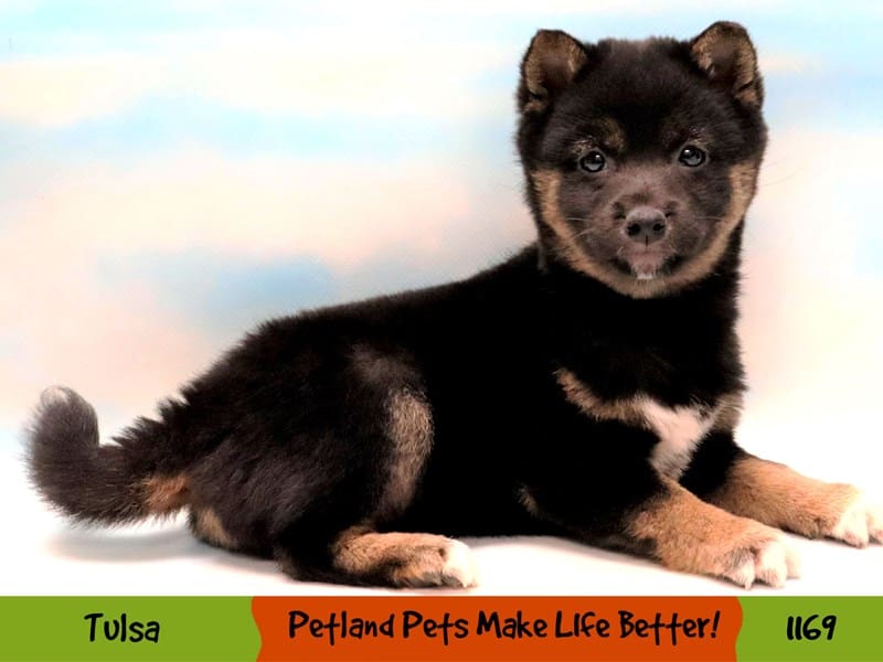 Shiba Inu Small Animal Black / Tan ID:1169 Located at Petland