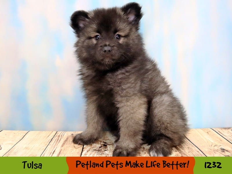 Keeshond Puppy black and silver ID:1232 Located at Petland