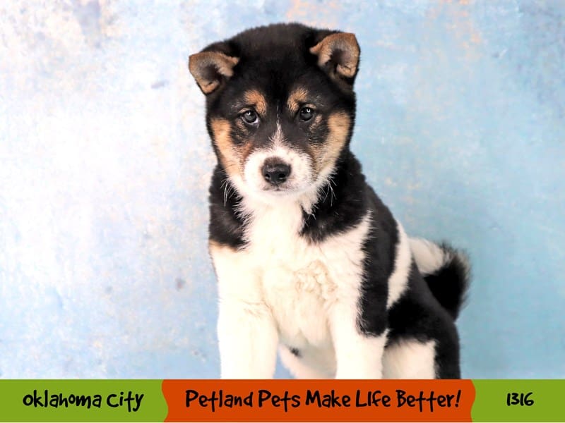 Shiba Inu Puppy Black White / Tan ID:1316 Located at Petland