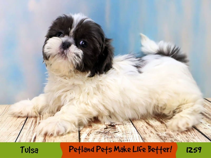Shih Tzu Small Animal Blue / White ID:1259 Located at Petland