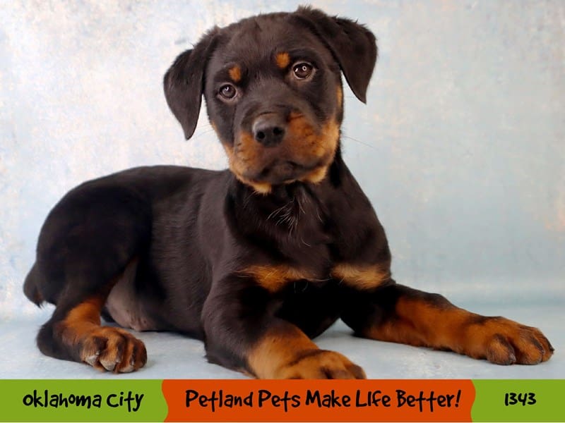 Rottweiler Puppy Black / Rust ID:1343 Located at Petland Oklahoma City ...