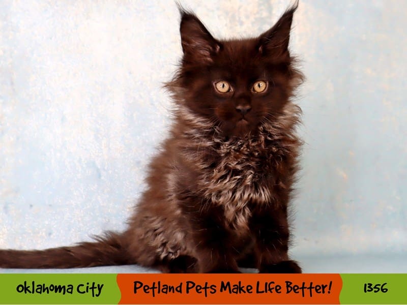 Maine Coon-Male-Smoke Black-3948295-Petland Oklahoma City & Tulsa